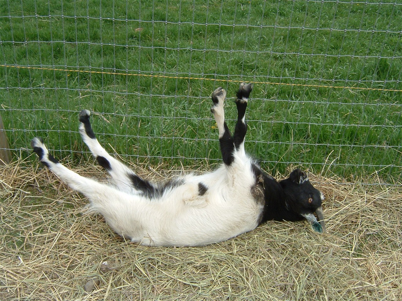 Shaved goat