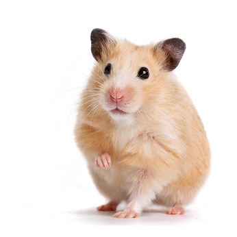 Ha White Transparent, The Hamster Who Has Spent A Lifetime With Nut Has His  Back To The Audience, Pet, Animal, Hamster PNG Image For Free Download